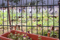 2011_Petite_Ceinture_Vincennes_08